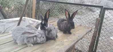 Sprzedam  srokacze i mieszańce