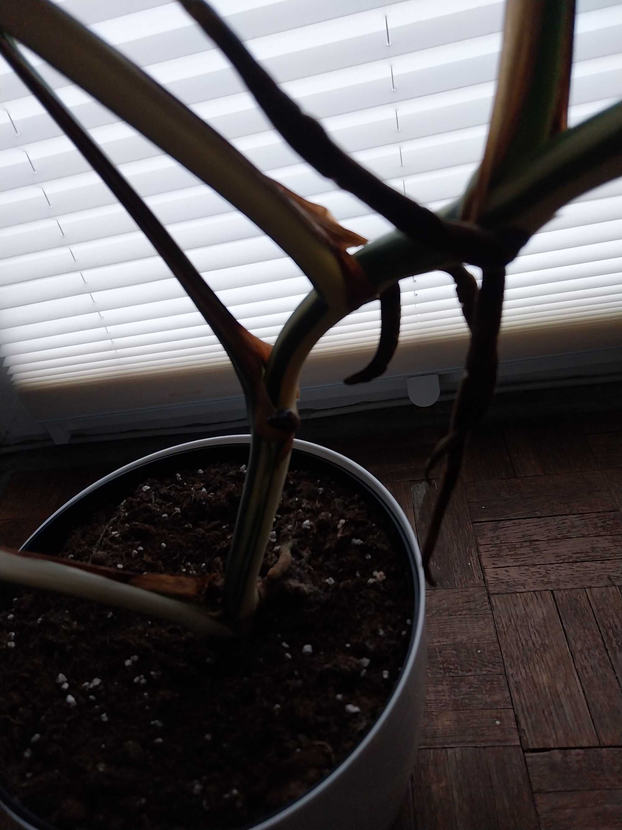 Monstera variegata deliciosa dziurawa 11 liści