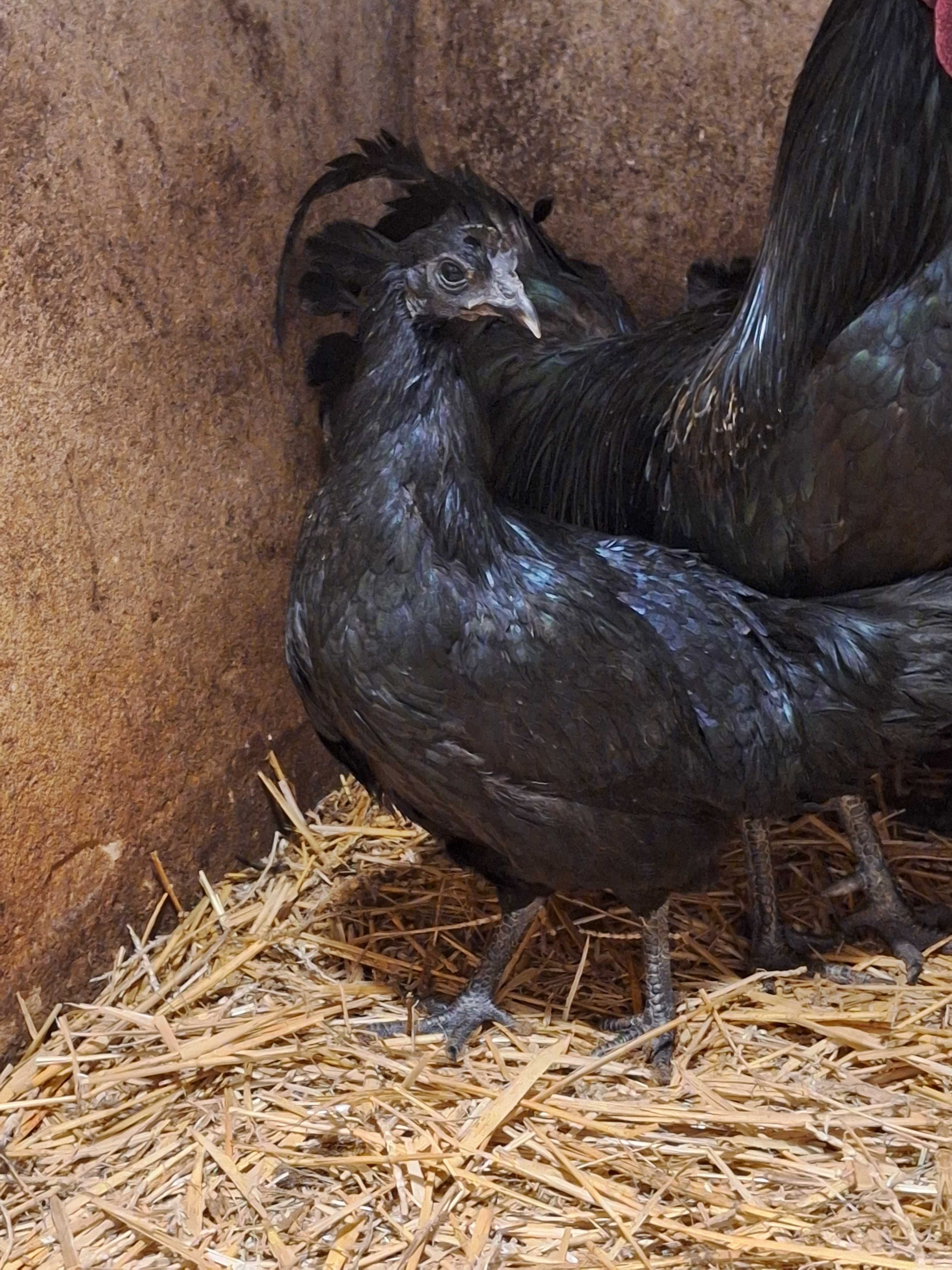 Ayam cemani czarne.  jaja  legowe