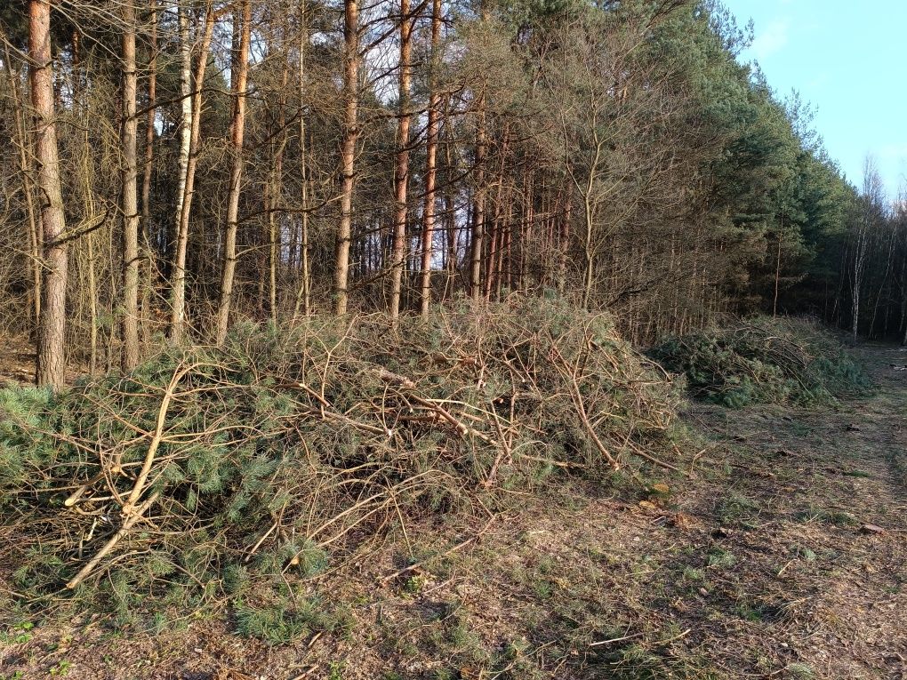 Gałęzie oddam za darmo Duża ilość