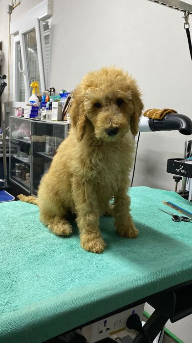 Imperdível!!! Lindo bebê de caniche standard procura novo dono!!