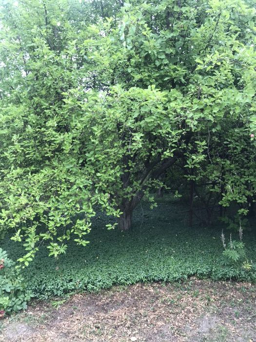 Продам участок в садовому товаристві