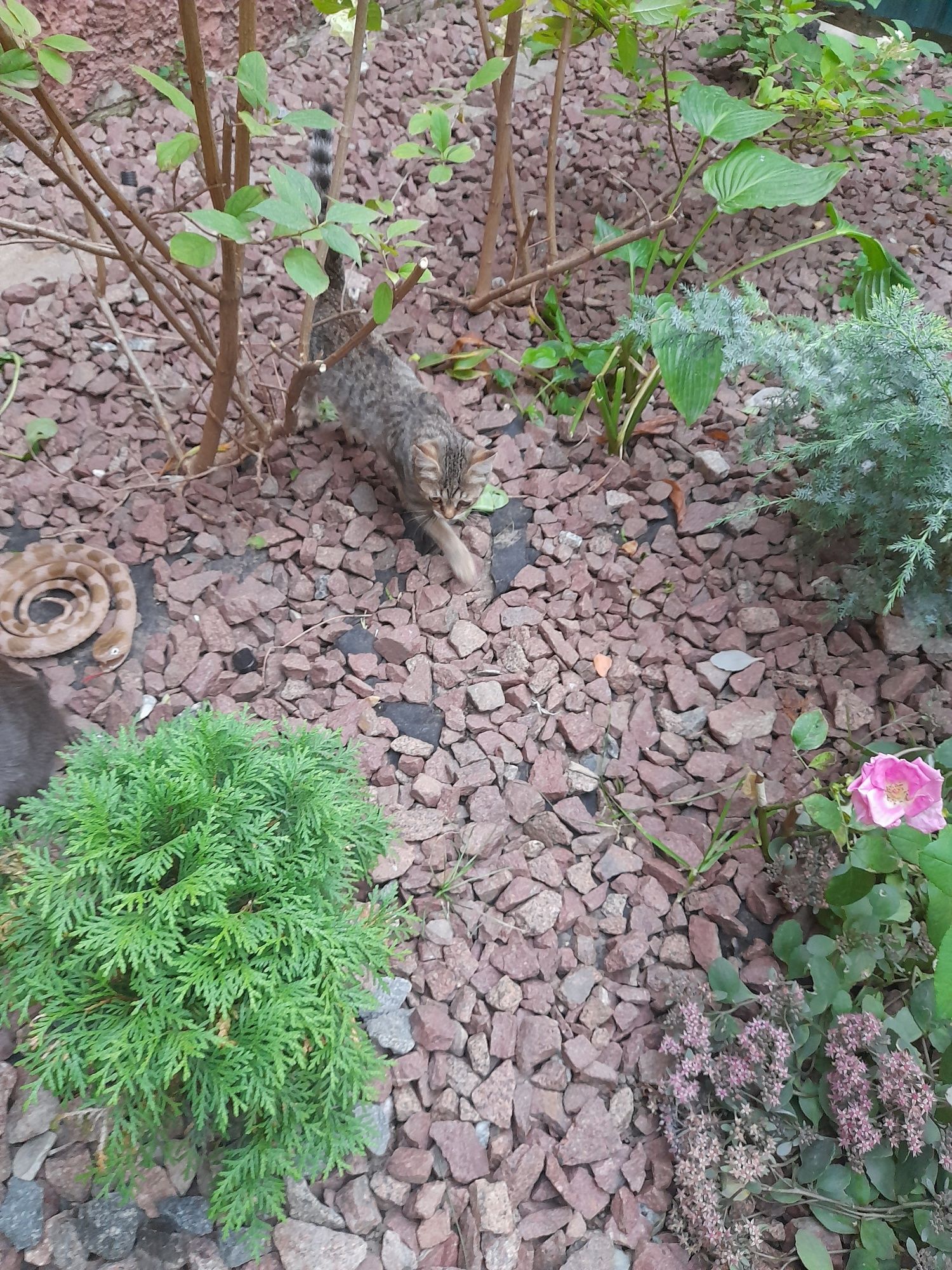 Котята  бесплатно.