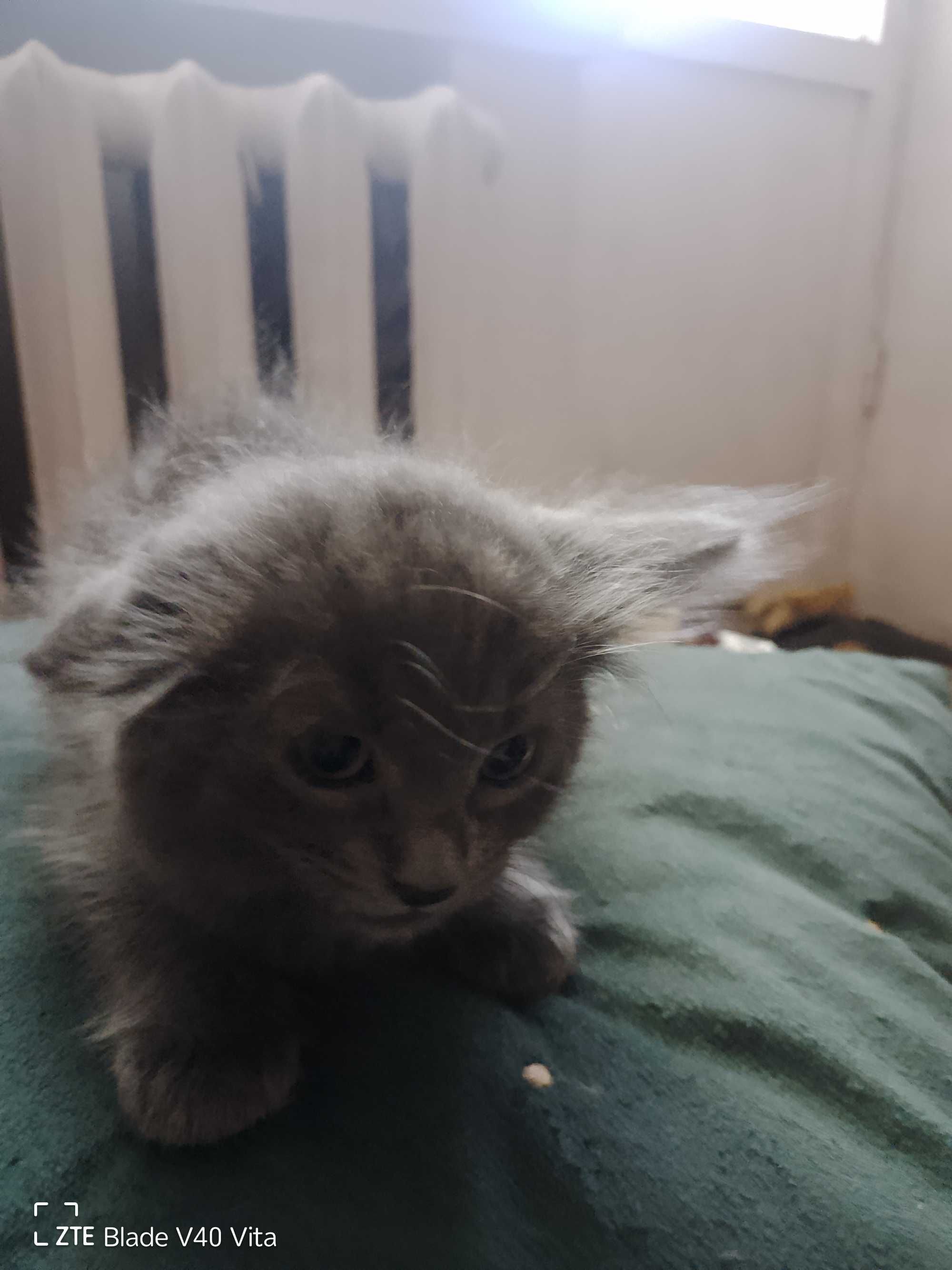 Кошенята шукають родину, діткам 2 місяці.