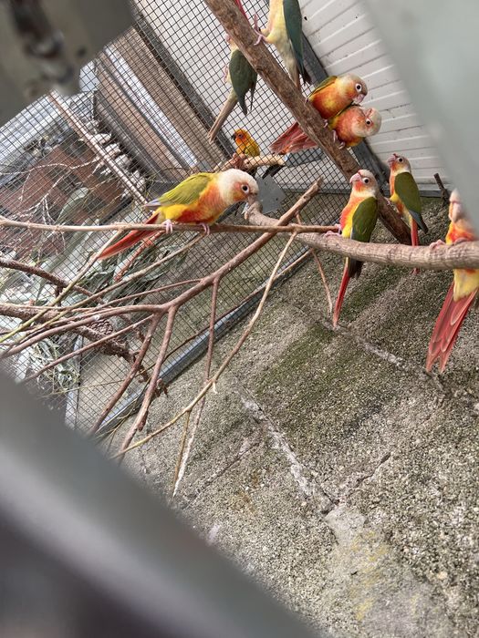 Pyrrhuras molinae pineapple sexadas