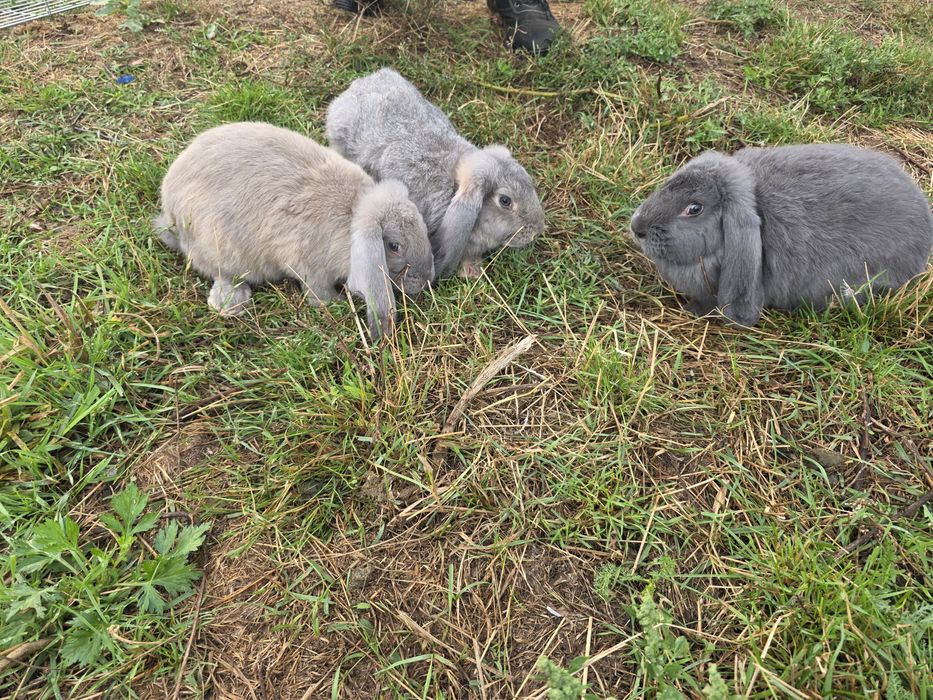 Króliki Baranki 4 miesięczne