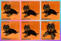 york yorki piesek DYLAN 2,5 kg pieski rodowód ZKwP FCI