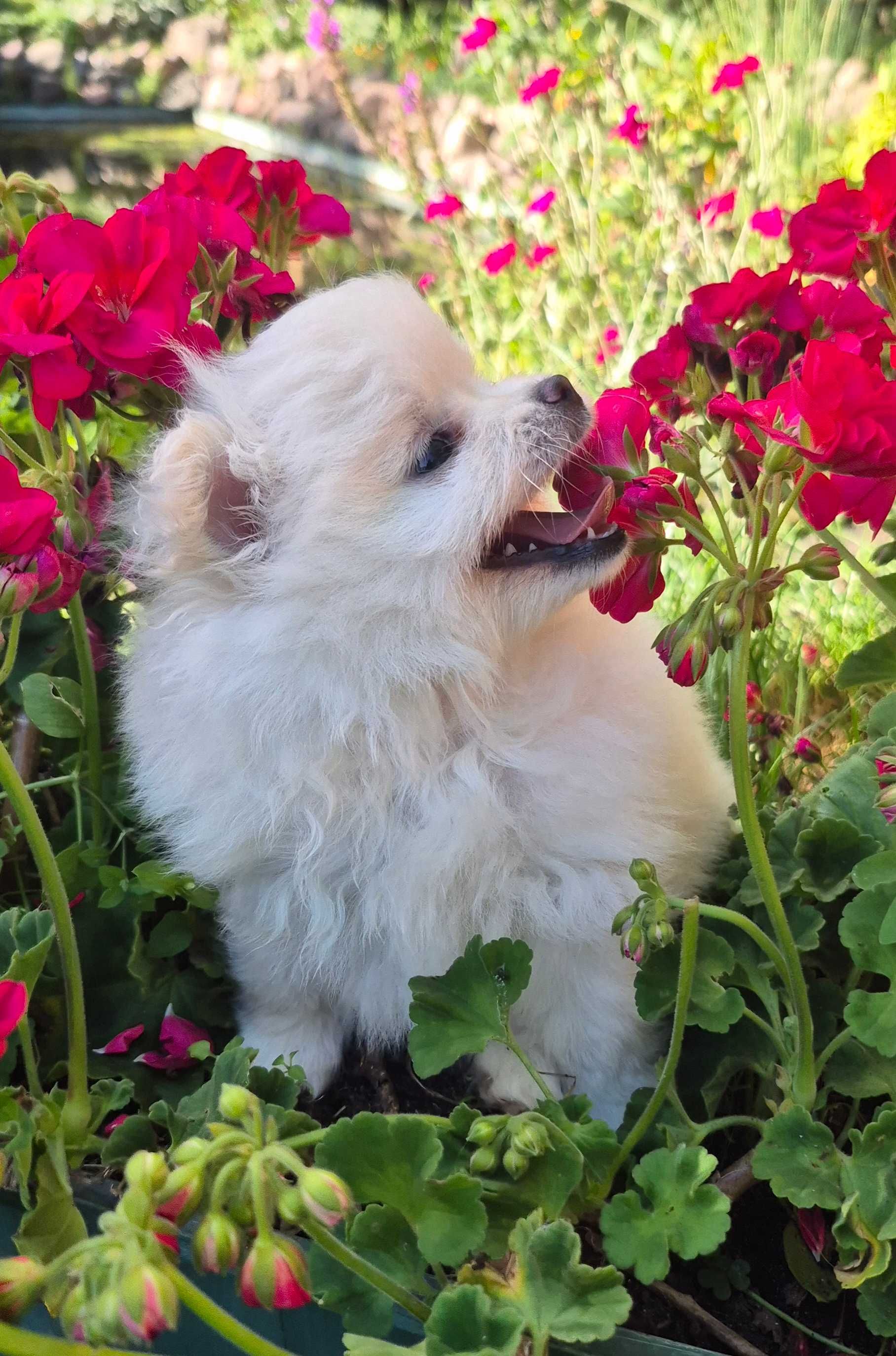 pomeranian szpic miniaturowy