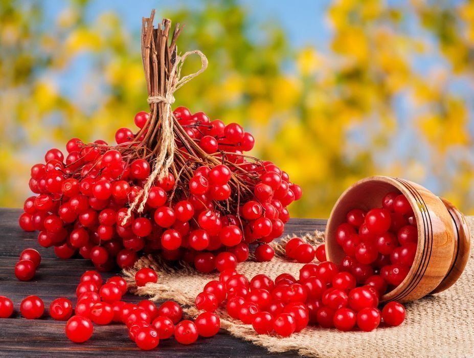 Саджанці сортової калини (Роздріб, Опт, Дропшипінг) / Саженцы калины