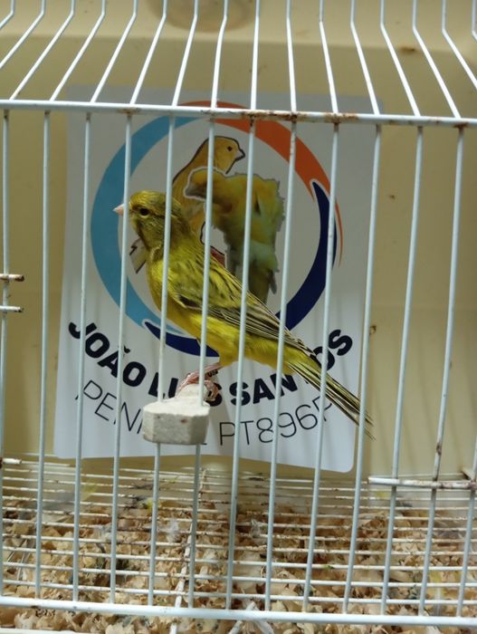 Canários  ágata amarelo