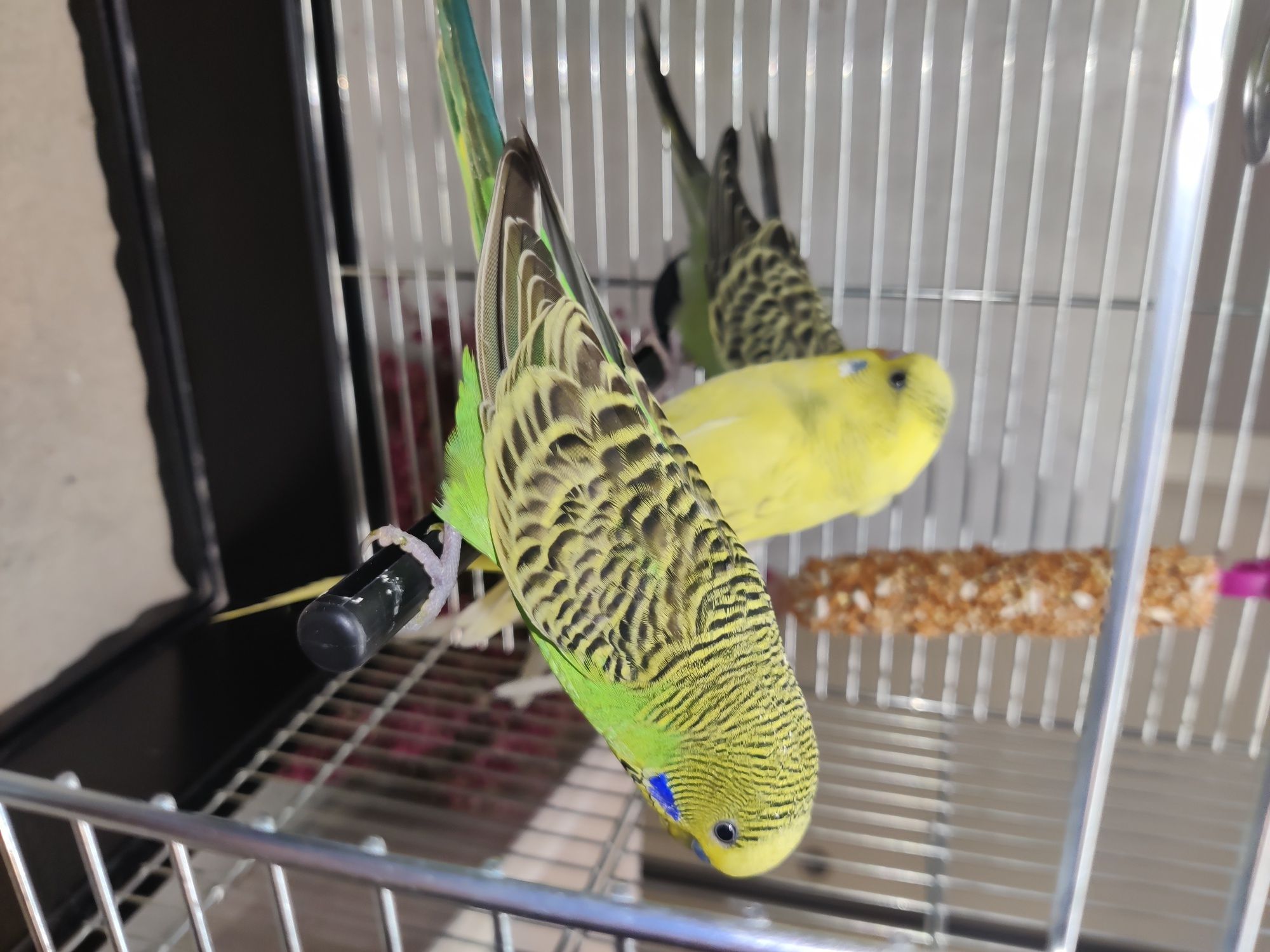Papugi faliste  sklep zoologiczny ul Julianowska 7b