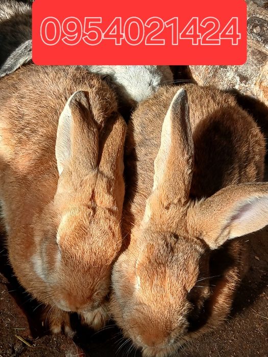 Кролики самці на плем'я