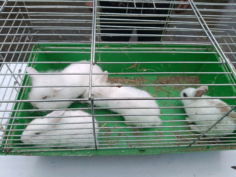 Sprzedam króliki miniaturki