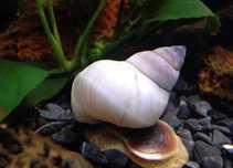 White Wizard Snail