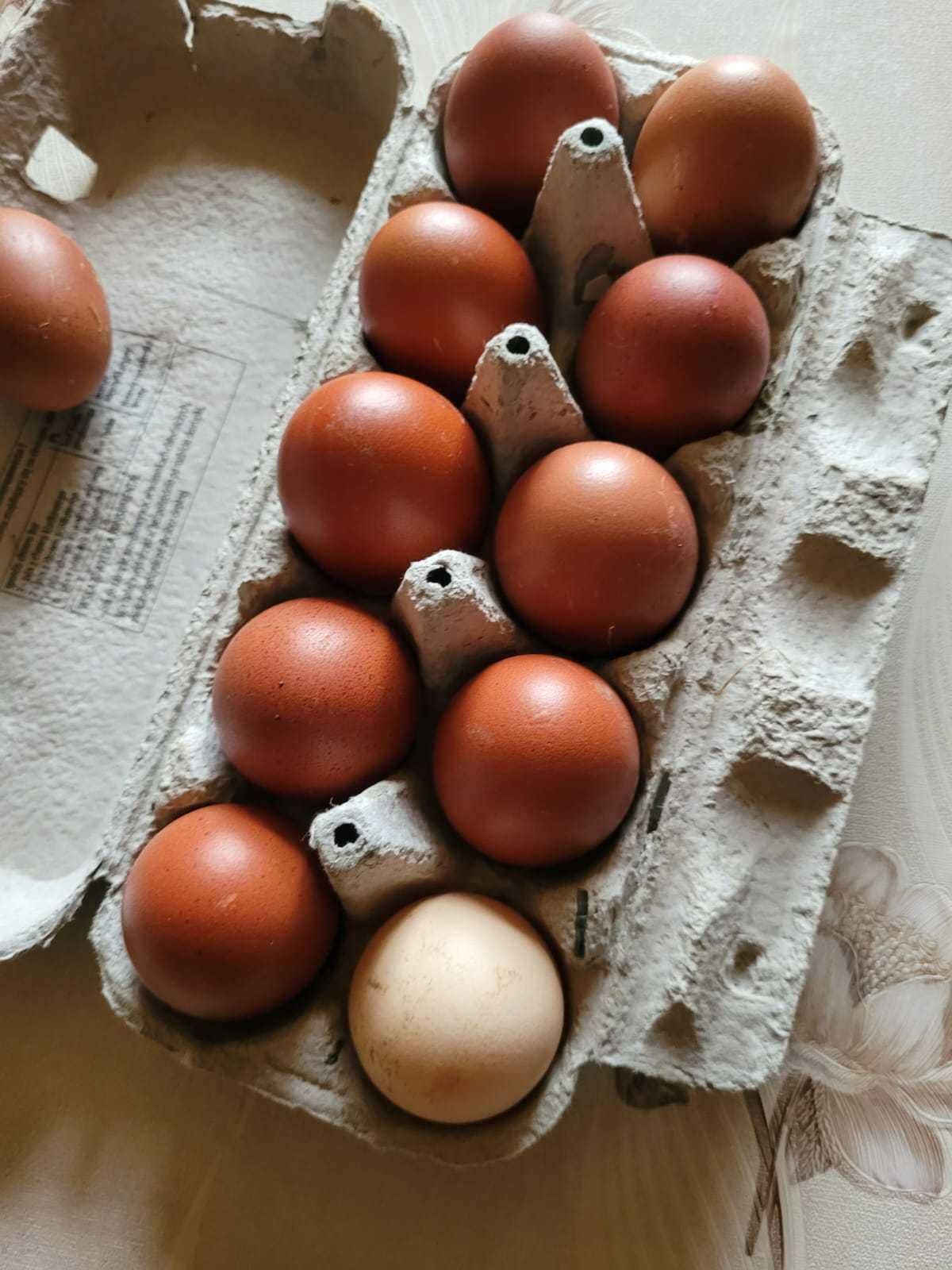 Jaja lęgowe kur Marans