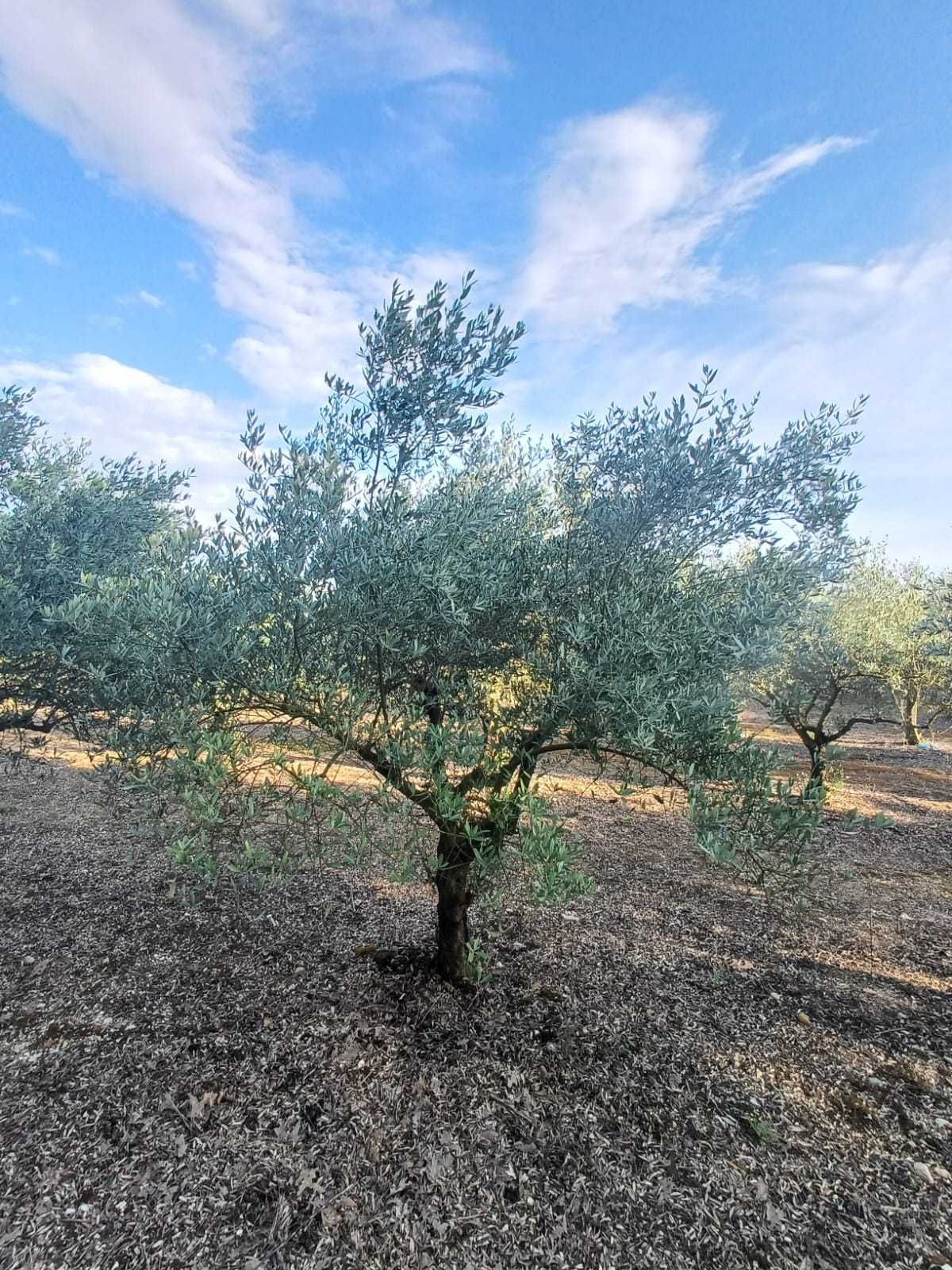 Oliveiras para Jardim