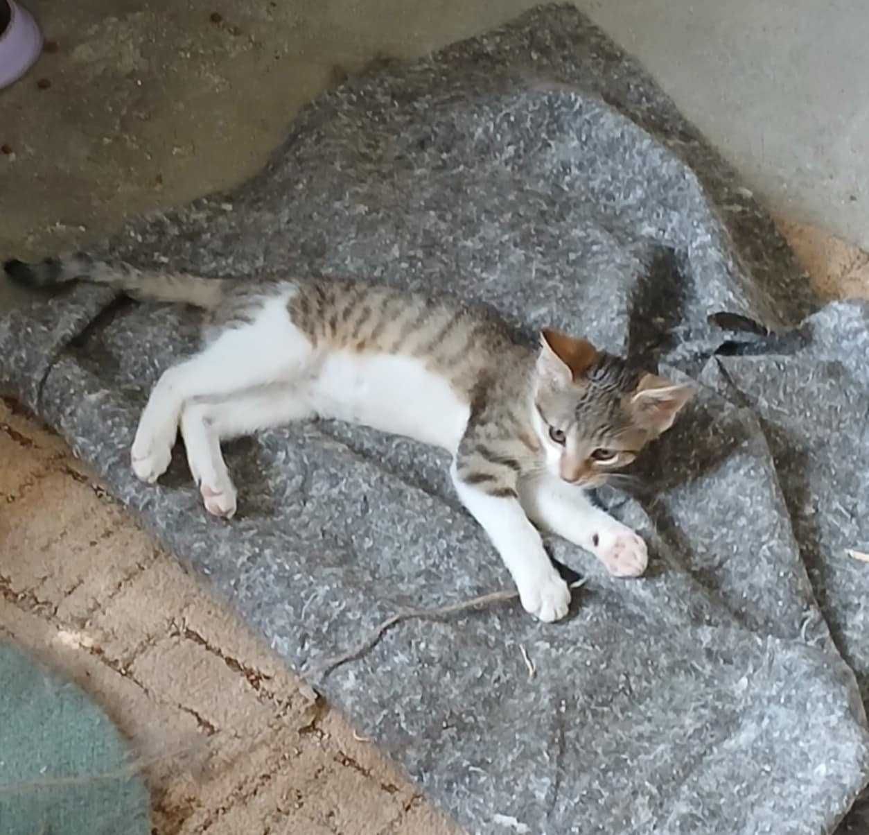 Lila śliczna kotka do adopcji