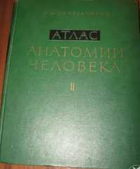 Sinelnikov - 2 tom - Atlas anatomii czlowieka