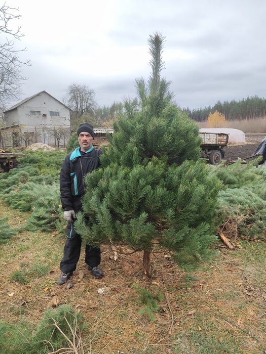 Новорічні сосни ялинки  оптом ,