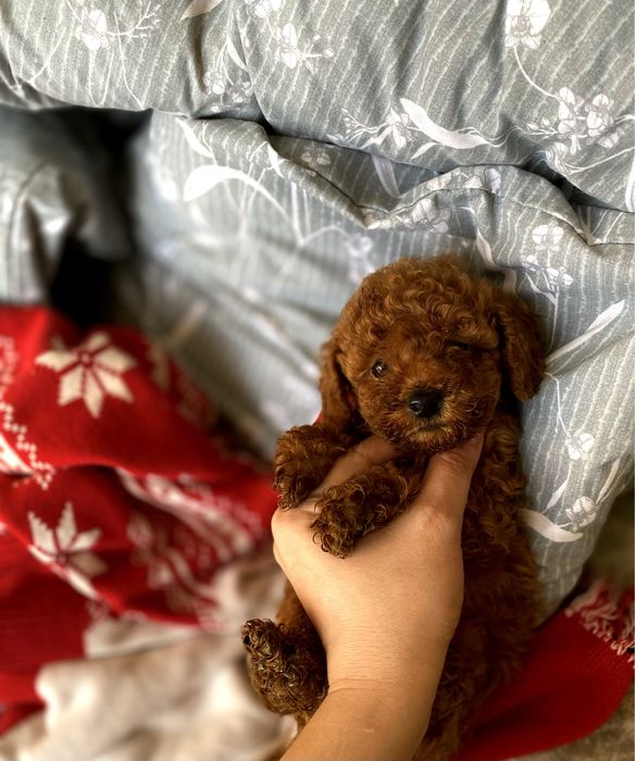 Элитный мини мальчик Red Brown из Кореи