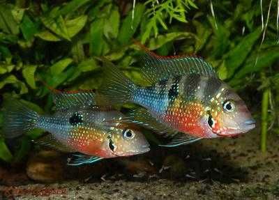 MISIEKZOO Pielęgnice - Pielęgnica Mekka tylko 12 zł