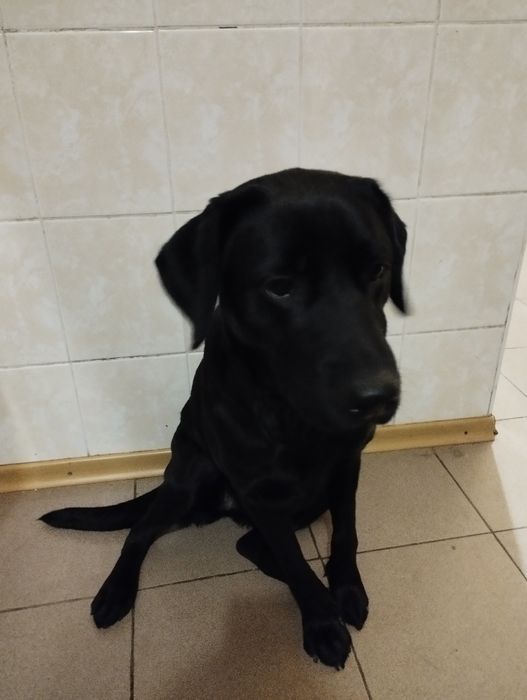 Віддам безкоштовно собаку в добрі руки .