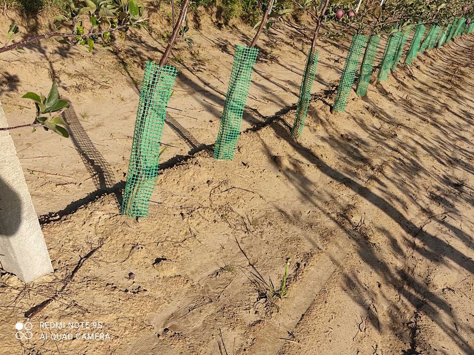 Osłonki drzewek 60cm siatka  pcv sadownicza osłonki sadownicze