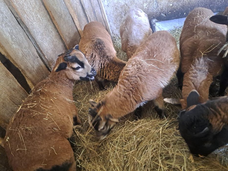 Owieczki kameruńskie