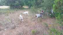 Vendo 3cabras de terceira barriga