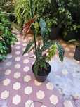 Begónia Maculata, Chuva de Prata, planta, jardim, decoração, natureza
