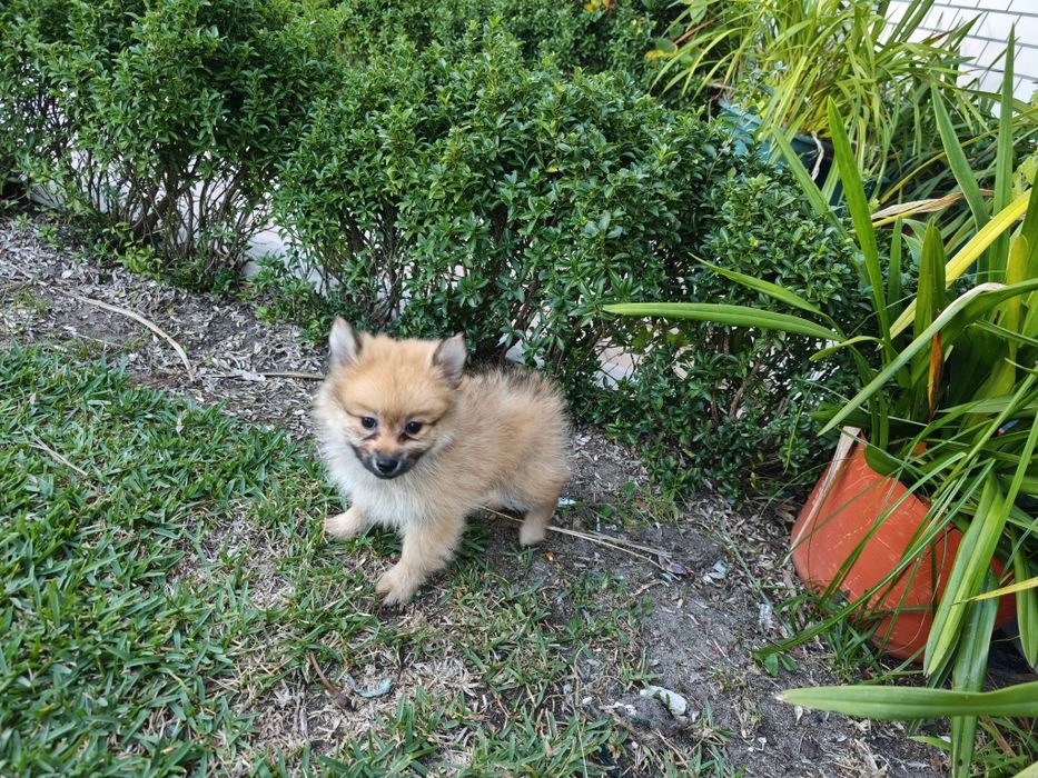 Spitz alemão anão fêmea Lulu da Pomerânia criado em ambiente familiar