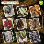 Conjunto/kit de 9 variedades de Milho (sementes)