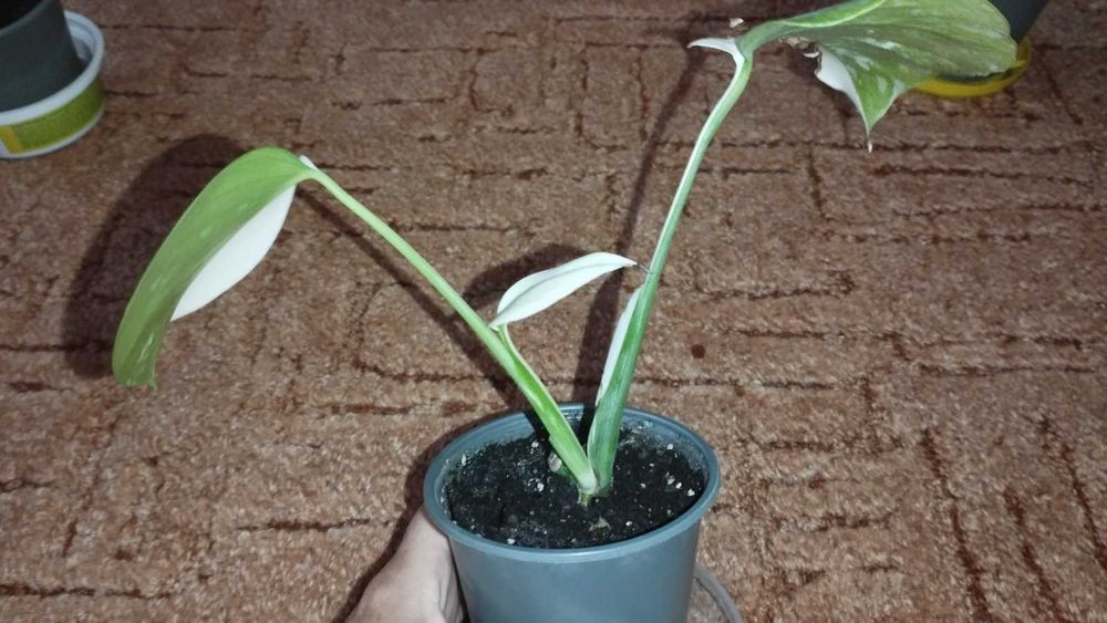 Монстера Варієгата Альба