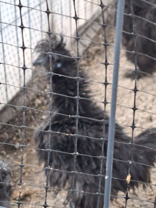 Sprzedam kogut silka lokowana