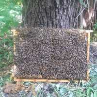 Бджоли. Бджолосім'ї та бджолопакети