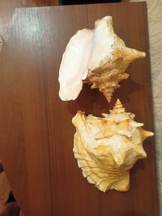 Продам морских ракушек и коралл