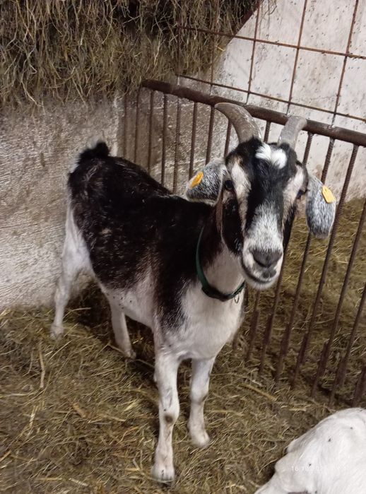 Sprzedam kozy mleczne – dobre mlecznice