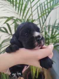 Cocker spaniel czarny piesek REZERWACJA