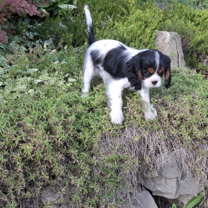 Szczeniak Cavalier King Charles Spaniel FCI Związek Kynologiczny w Pol