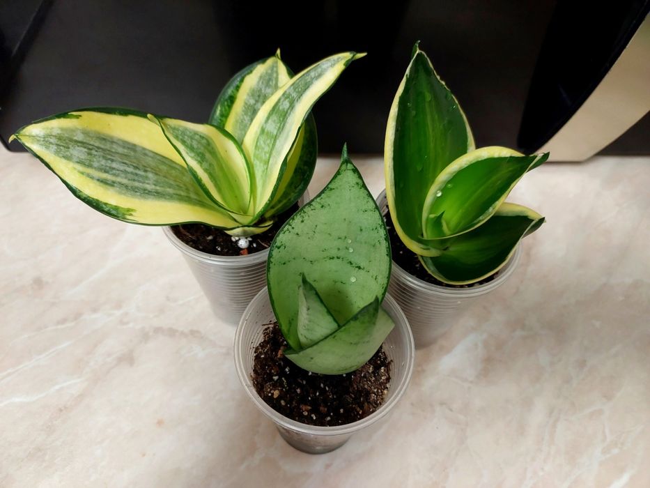 Сансевієрія набір Фаворит Джейд маргіната варієгатна Сільвер