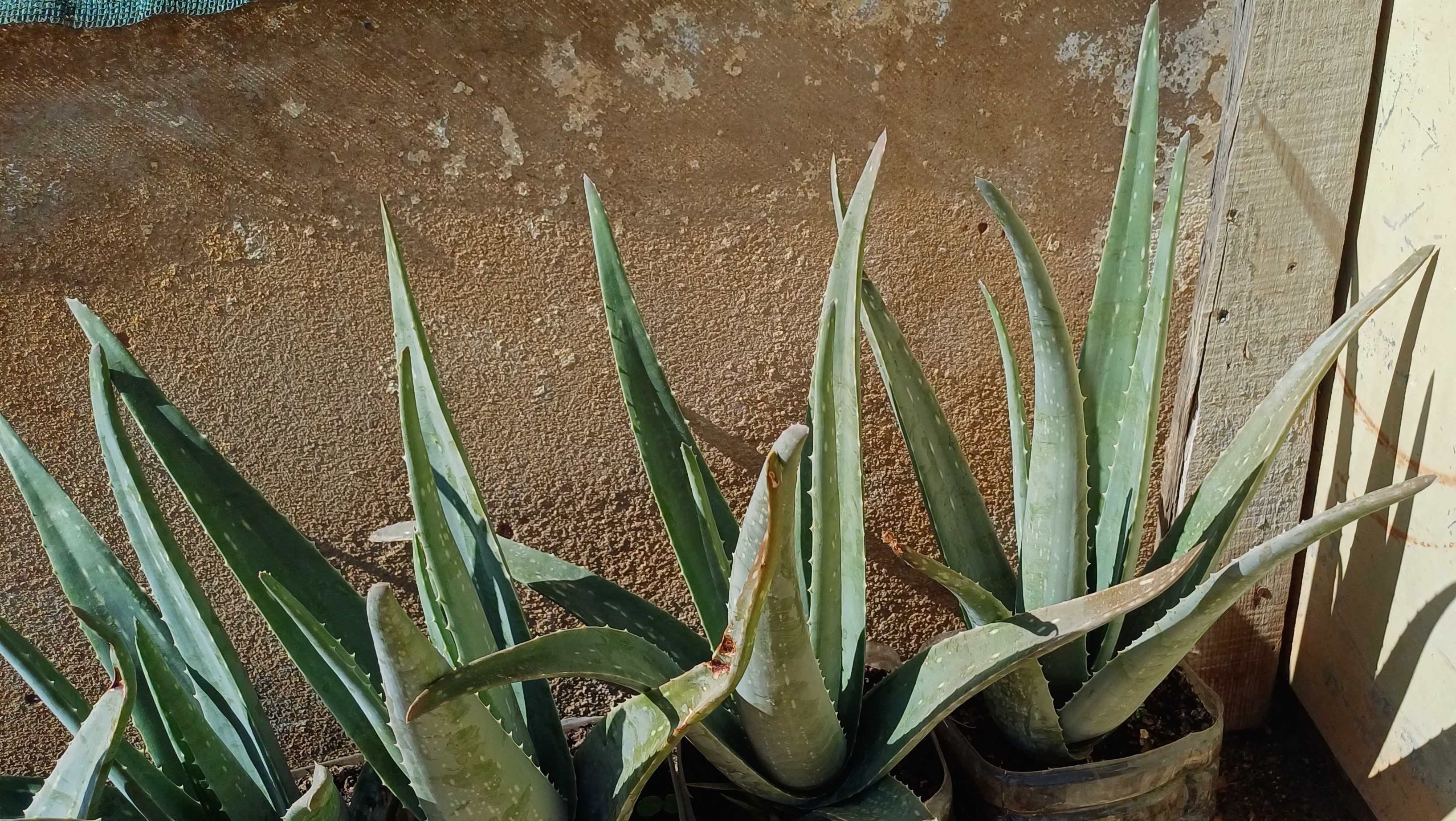 Aloe Vera (em vaso)