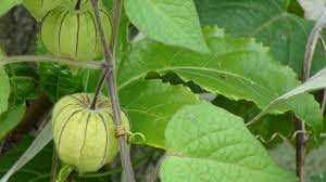 physalis, planta biologica