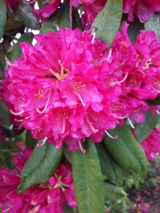 Rhododendron cor rosa