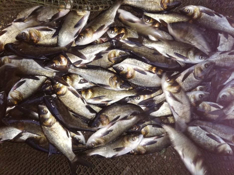 Narybek Tolpygi Tołpyga Pstra 12-14 cm.