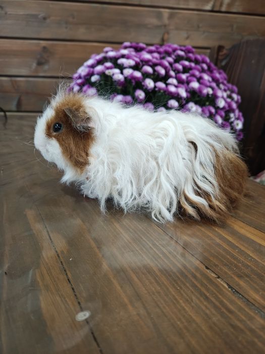 Хлопець тексель,морська свинка.