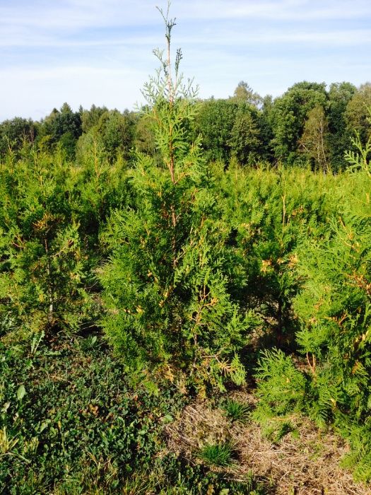 Tuja thuja złotokończasta złotokończysta aureospicata 100cm OKAZJA!