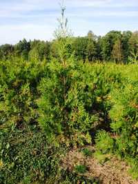 Tuja thuja złotokończasta złotokończysta aureospicata 100cm OKAZJA!