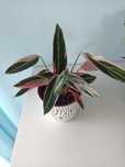 Calathea Stromanthe Triostar kalatea kwiaty z domowych nadwyżek
