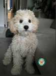 Maltipoo F2 piesek gotowy do odbioru, domowa hodowla