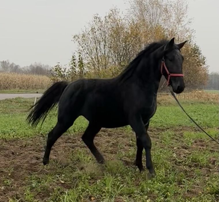 Sprzedam ogierka Polski Koń Sportowy